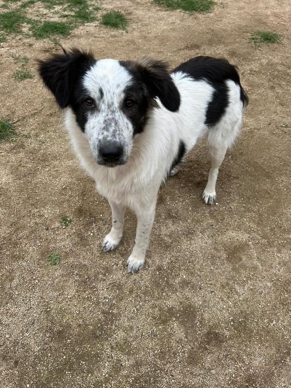 Bella splendida dolcissima cucciola cerca famiglia  Foto 2